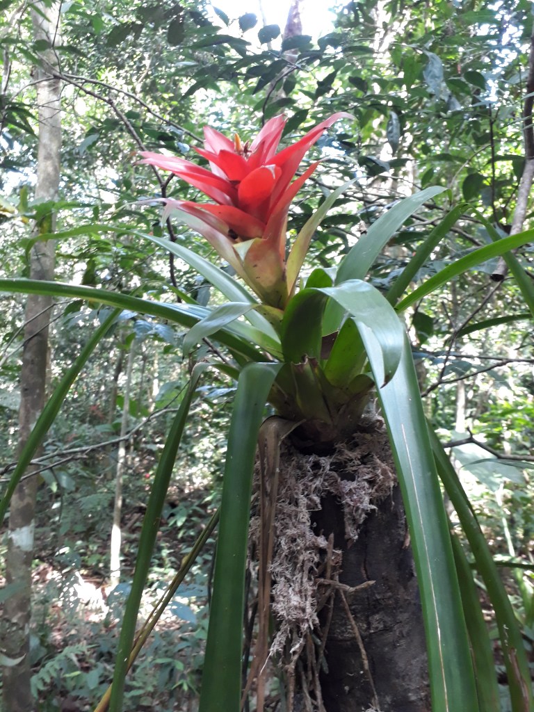Bromélia no Parque das Aves-foto tirada por Mônica D. Furtado