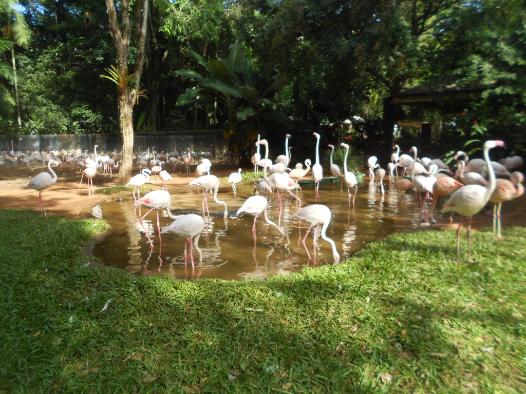 Flamingos no Parque das Aves-foto tirada por Mônica D. Furtado